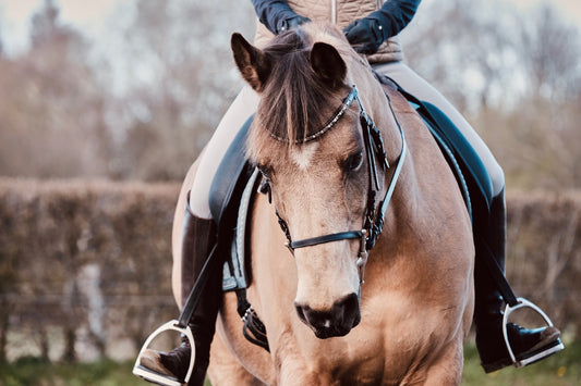 how to wash saddle pads, Aurorish equestrian guide , horse , saddle pad